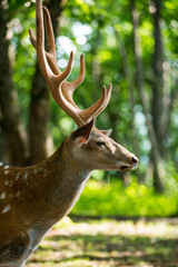 male red deer