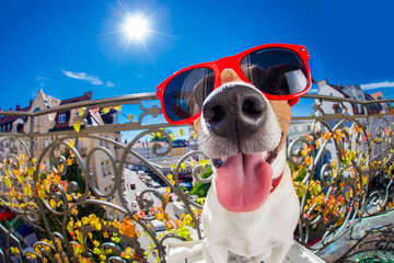crazy silly dumb dog fisheye look