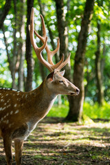 male red deer