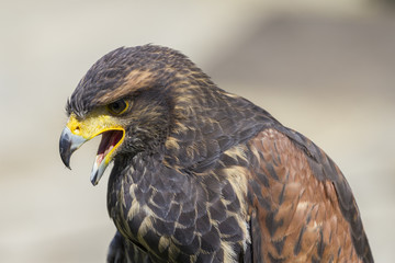 Close up view of a falcon