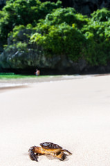 Crab,Krabi,Thailand