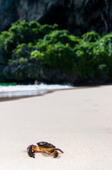 Crab,Krabi,Thailand