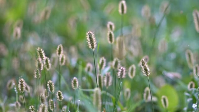 Timothy-grass (Phleum pratense) in the wind. Close-up. UHD - 4K