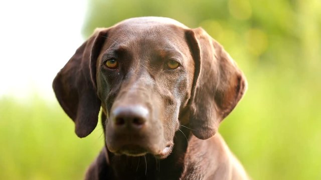 dog head close-up. Hunting dog brown color, with wet hair.