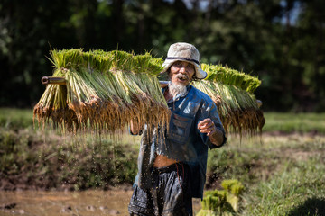 Thai farmer grow rice in the rainy season. He is carring the rice sprouts on the shoulder.they are...