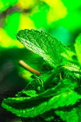 Fresh green mint close-up on a dark background