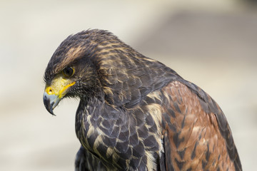 Falcon