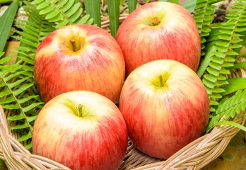 Apple is one of the popular fruits.