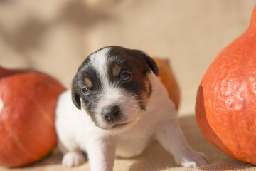 Jack Russell puppy with pumpkin - preparation for halloween