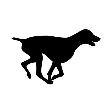 Running dog. Weimaraner shorthaired, vector isolated silhouette