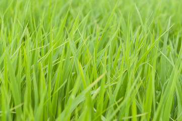 Fototapeta na wymiar green rice field at sunrise.