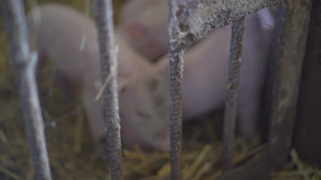 Pigs resting on the straw in a cage in 4K
