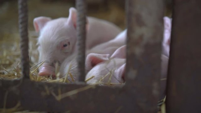 Little pigs resting on the straw in a cage in 4K