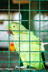 A parrot in a cage.