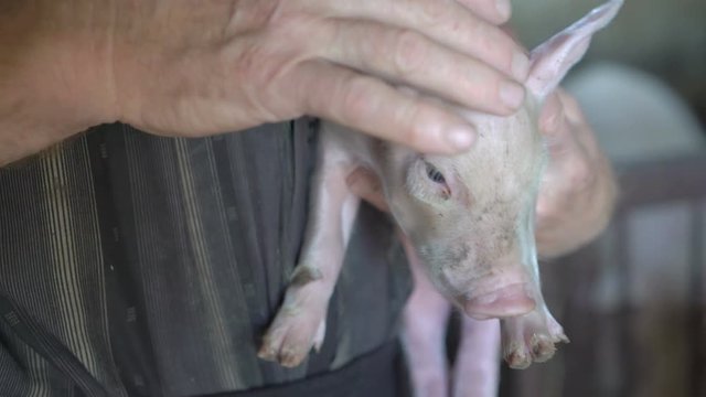Old man holds a pig under the chin, strokes its head in 4K