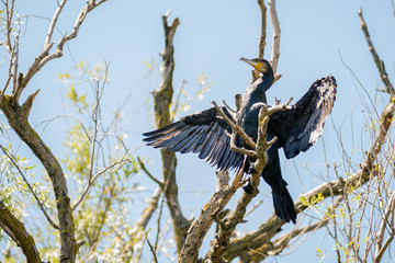 Great Cormorant!
