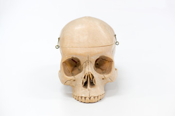 Human skull model