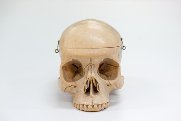 Human skull model