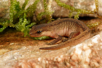 Great Crested Newt, Newt,  Triturus cristatus