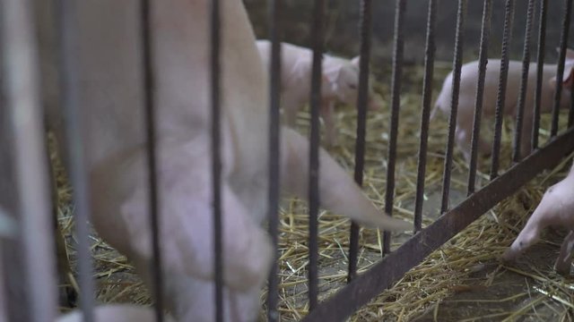 Little pigs playing with her sow in the straw. 4K