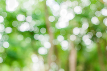Obraz premium Blur natural and light background.