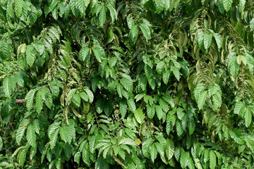 young coffee beans on tree