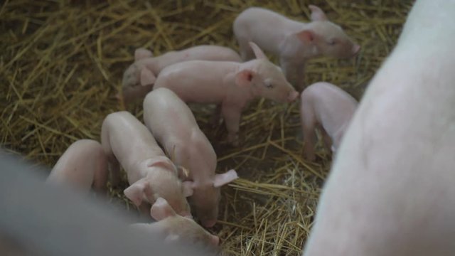 Sow and little pigs playing and returning the straw in 4K