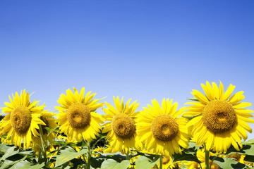 Fototapeta premium Sunflower field