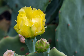 Yellow Cactus Flower dripping with water