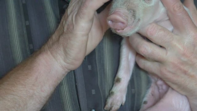 Old man holds a pig under the chin, strokes its head and smiling on camera