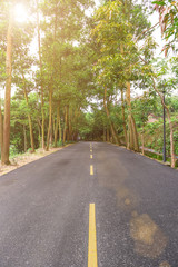 road with trees on both sides against the sun in the morning