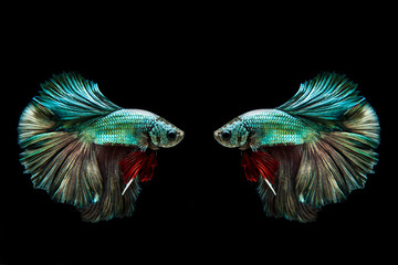 Fototapeta premium Capture the moving moment of golden copper siamese fighting fish isolated on black background. Betta fish