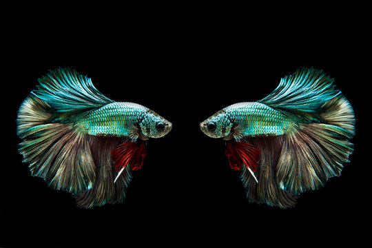 Capture the moving moment of golden copper siamese fighting fish isolated on black background. Betta fish
