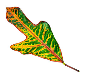 Colorful leave closeup with isolated white background