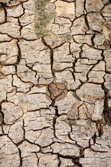 Tree bark texture for web background