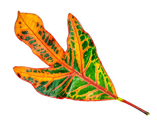 Image of colorful leave closeup with isolated white background