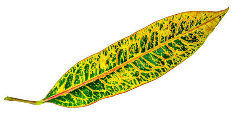 Image of colorful leave with isolated background