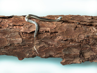 Small newborn snake with hanging skin lying on tree bark