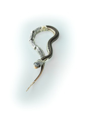 Small newborn snake with hanging skin 
