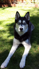 Husky Vertical Lay/Purebred Siberian Husky laying in grass