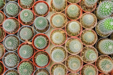 group of cactus in tray