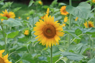 sunflower