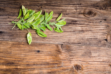 Variegated herb sage on a table