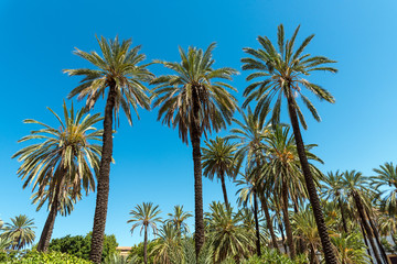 Beautiful palm tree forest in front of a blue sky