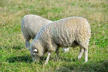 Sheep in the moor