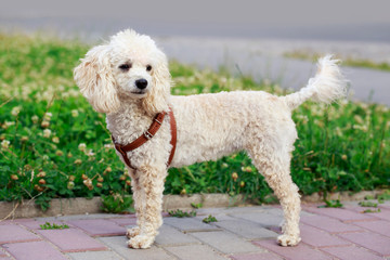 dog breed Poodle
