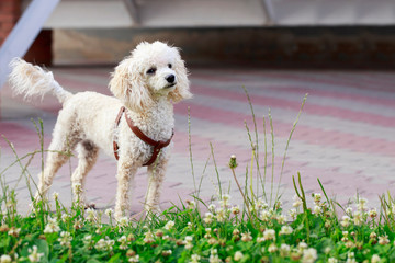 dog breed Poodle