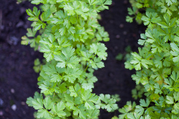 Growing organic flat-leaf parsley in black garden soil