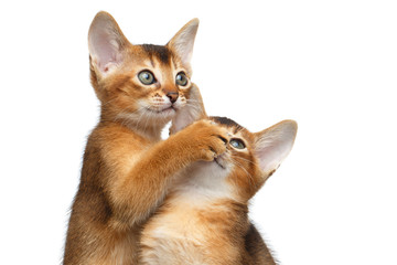 Fototapeta na wymiar Close-up Two Funny Abyssinian Kitten interesting Looking up, Raising paw to Face like sleep or quiet on Isolated White Background