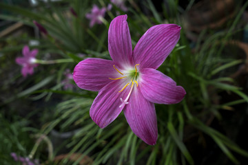 mini pink flower in backyard garden